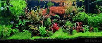 Prodám komplet akvárium 180l - 2