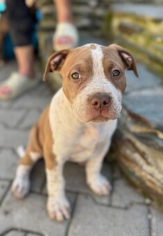 American Bully XL - 2