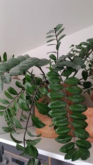 PRODÁM VELKÝ ZAMIOCULCAS NUTNÉ OSOBNÍ PŘEDÁNÍ V PARDUBICÍCH - 2