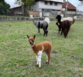 Lama alpaka - mláďata - 2