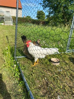 Kohout leghorn - 2