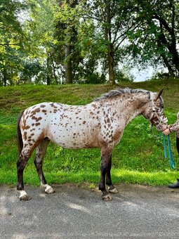 Apaloosa pony - 2