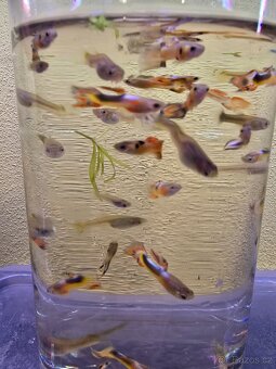 Endlerky MIX Brno/Pohořelice Živorodky - 2