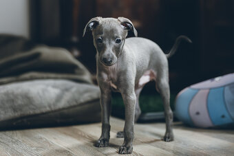 Italský chrtík s PP - 2