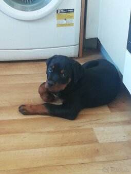 Prodám štěně rotvajlera - 2