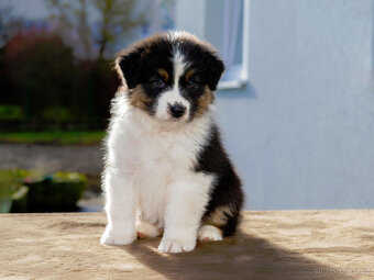 australský ovčák s pp - 2