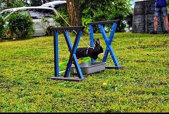 Zakrslý králík s pp -Helena - 2