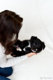 Chlapeček Border Colie - 2