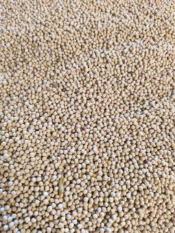 Hrách žlutý čištěný - 2