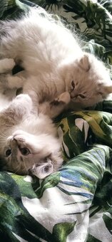 Ragdoll koťátka - 2