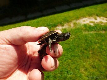 Želva trojkýlná (Mauremys reevesii) - 2