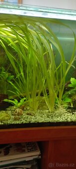 Vallisneria gigantea - 2