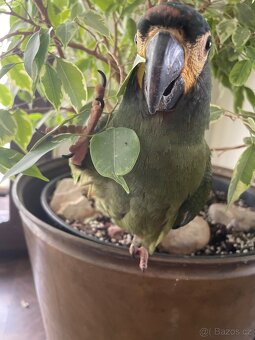 Koupím samičku Ary Marakány - 2