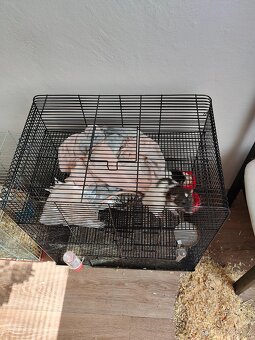 Dva potkani i s klecí - 2