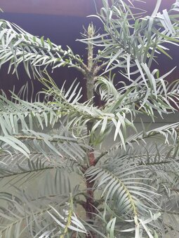 Nabízím unikát - Wollemia nobilis 1.7m - 2