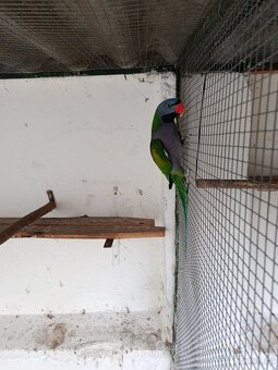 Alexandr čínský - 2