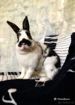 Zákrský ktálík s pp - Lora - 2