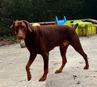 Nabízím krytí – dobrman bez PP - 2