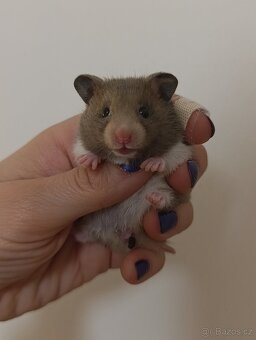 Syrský křeček - 2