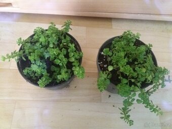 Pilea - 2