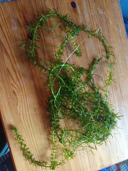 Růžkatec ,egeria densa,šneci - 2