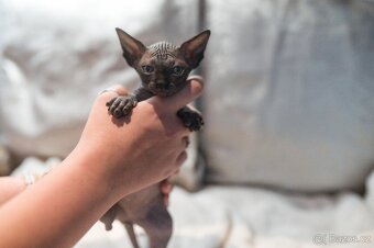 sphynx holky bez pp - 2