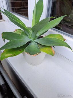 agave nebo palma - 2