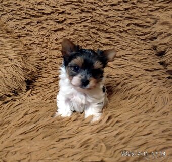Biewer Yorkshire Terrier - štěňátko pejsek - 2