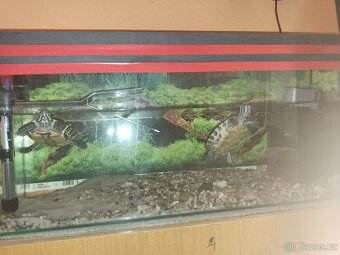 Prodám vodní želvy mapové+ akvárium a vše potřebné k chovu - 2