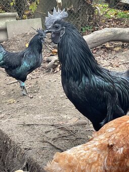 Ayam Cemani kohout - 2