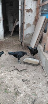 Ayam cemani - 2