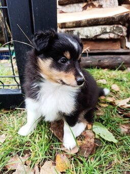 Owczarek szetlandzki piesek trikolor - 2