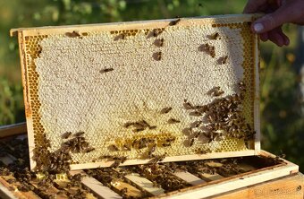 KRÁSNÝ, ZDRAVÝ VČELÍ ODDĚLEK JEN ZA 1.900,- KČ - 2