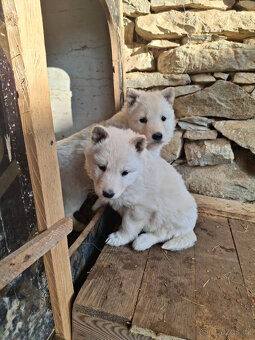 Štěňátka - bílý švýcarský ovčák - 2