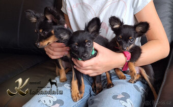 Ruský toy štěně s PP - 2