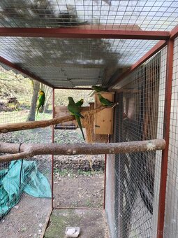 Papoušek Nádherný - 2