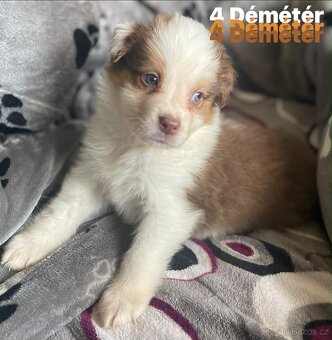 Border kolie s pp - 2