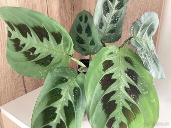 Maranta - 2