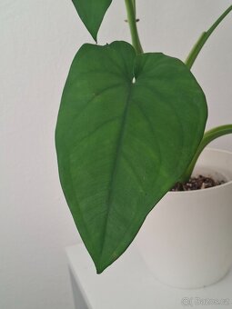 Syngonium chiapense - 2