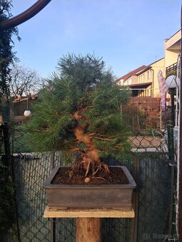 Bonsai,bonsaj Borovice - 2