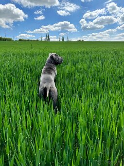 Cane Corso ke krytí - 2