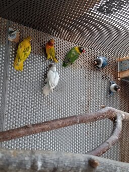 Agapornis škraboškový - 2