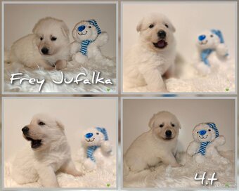 Biely švajčiarsky ovčiak s PP - 2