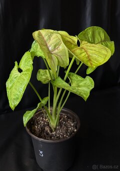 SLEVA⤵️ Syngonium Golden Allusion - 2