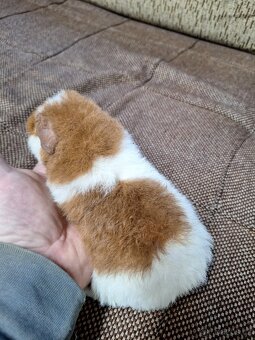 morče US teddy (4xsamec,2samice) - 2