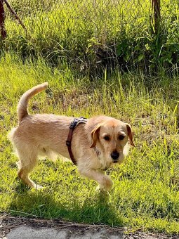 Timík nežil v dobrých podmínkách, čeká nyní na šanci - 2