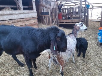 Prodám plemenného AN kozla Maria - 2