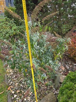 Komule davidova - motýlí keř - 2