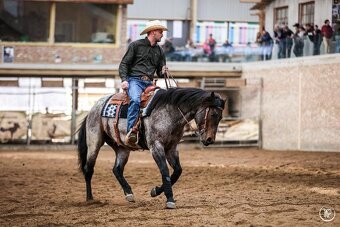 Připouštěni bay roan hřebcem Quarter horse - 2
