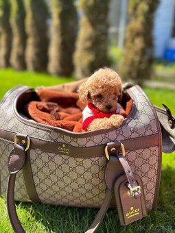 Maltipoo - 2